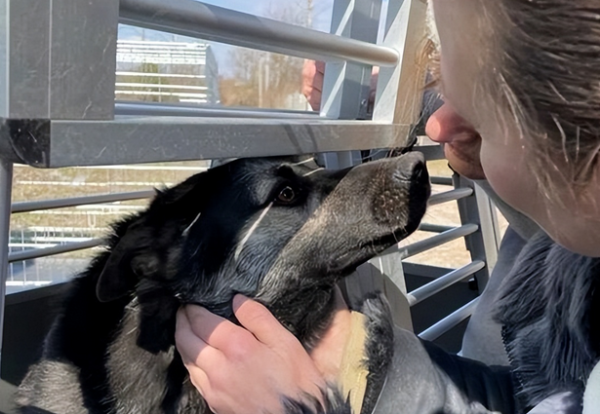 People are worse than dogs, Ukrainian refugees were raped, but Ukrainian pets were well cared for