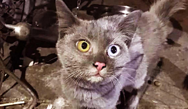 A woman adopted a stray cat, but within a few days its color changed. The doctor’s words made her burst into laughter.