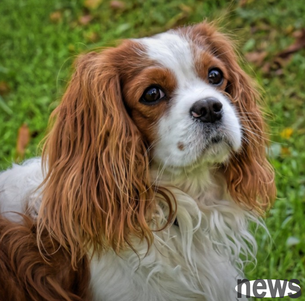 Cavalier King Charles Spaniels carry more harmful genetic variants than other dog breeds, study finds