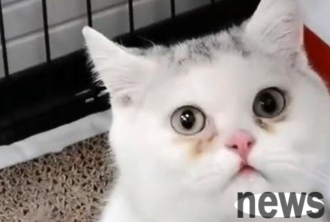 Due to a congenital defect, the cat could only pick up hands. After being abandoned for adoption, the way he tried to save humans was heartbreaking.