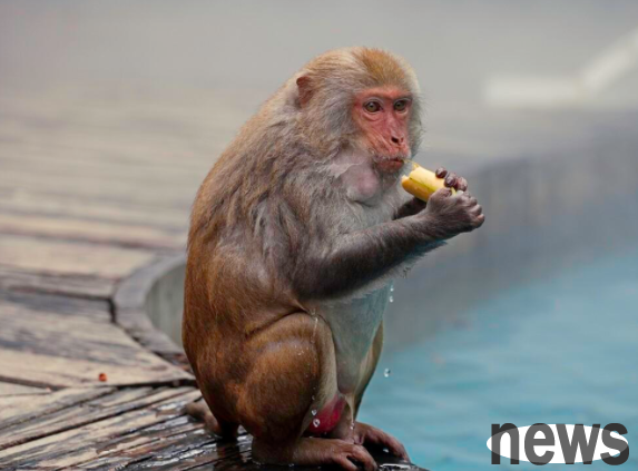 How scary are monkeys? Indian monkeys kill 250 dogs in revenge