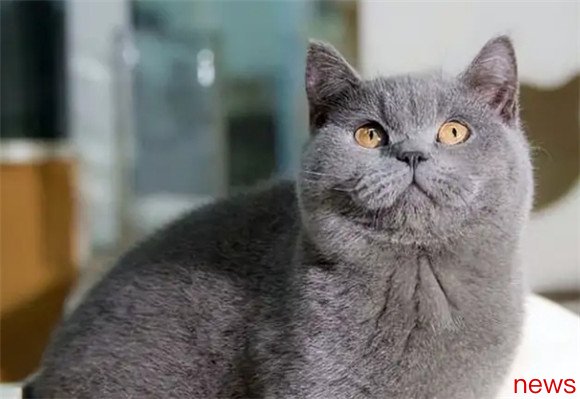 Male Cat VS Female Cat: There are very different personalities and habits, do you know?