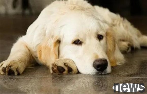 Revealing the unique charm of more than 20 dog breeds, it is not to be missed to increase knowledge!