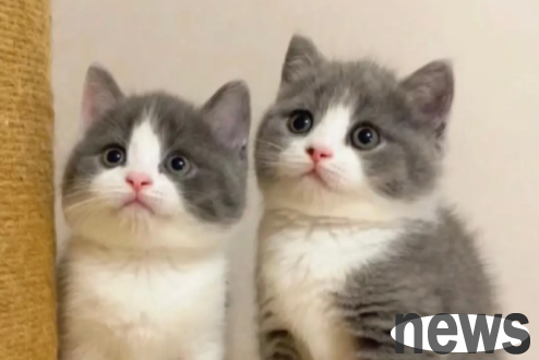 How to effectively sell your cat?