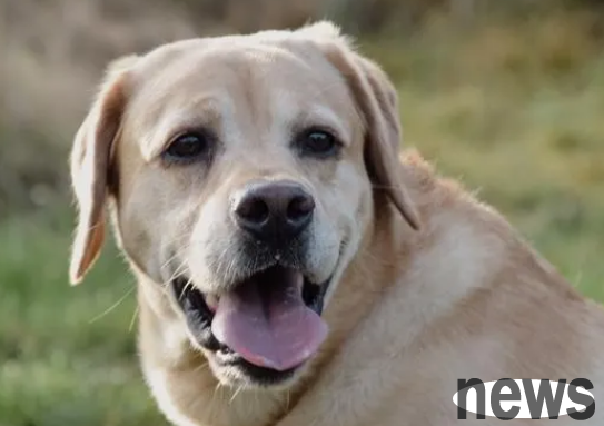 The easiest way to eliminate hernia in dogs