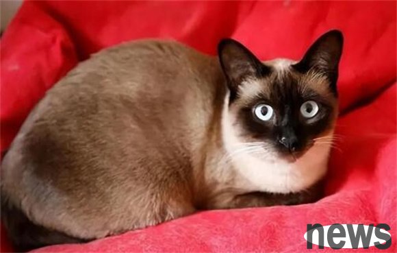 Six major behaviors are a sign that your cat has a ‘high emotional intelligence’, don’t miss these!