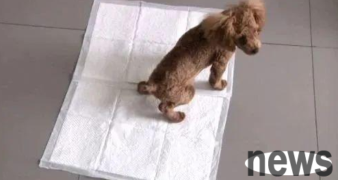 Training dogs to urinate and defecate can follow the following steps: