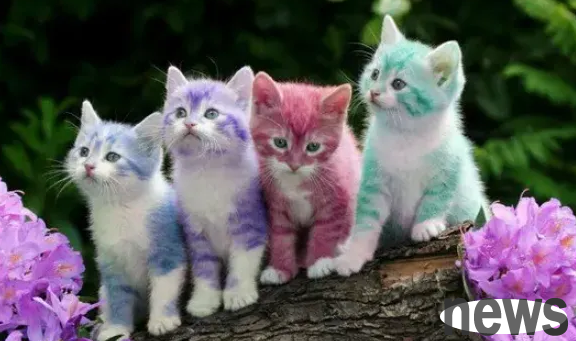 Five kinds of cats who are 
