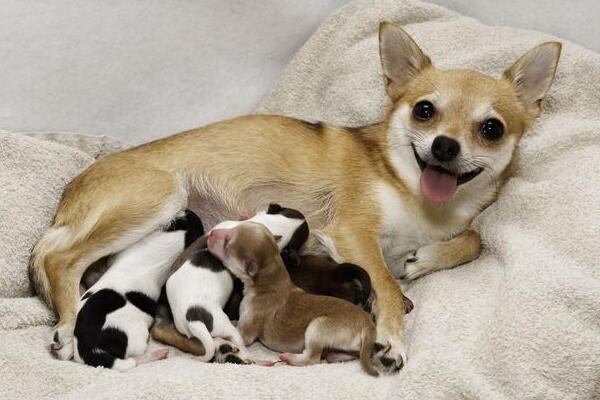 Key points for feeding breastfeeding dogs, pay attention to these things