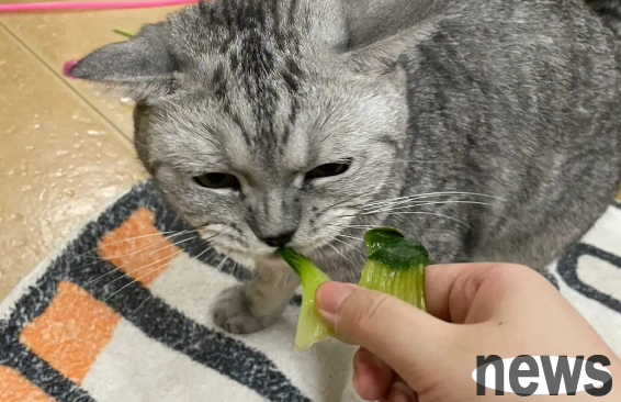 Why do cats like to eat green leaves? There are several reasons