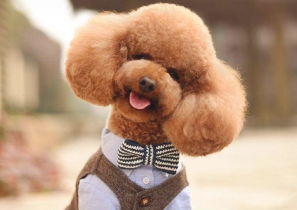 Dogs can also get breast tumors, and this disease cannot be ignored!