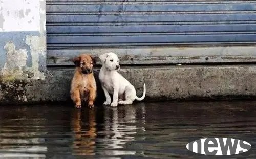 Do stray cats have a home to go home? | Let stray cats and dogs have a 