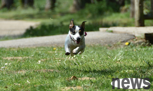 Why do dogs always chase the courier s car?