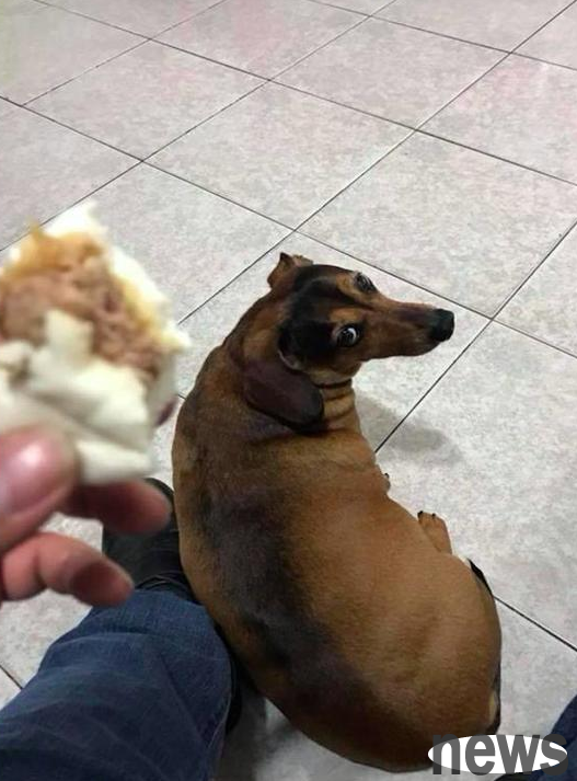 The owner of a dachshund who ate too much and had a malignant tumor didn t notice it, and was relieved to see it go: relief